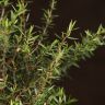 Бонсай Лептоспермум 35см фото 4 &mdash; Luxury Plants