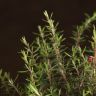 Бонсай Лептоспермум 35см фото 5 &mdash; Luxury Plants