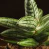 Сансевиерия цилиндрика Инти 20/12 фото 2 &mdash; Luxury Plants