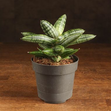 Сансевиерия цилиндрика Инти 20/12 &mdash; Luxury Plants