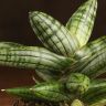 Сансевиерия цилиндрика Инти 20/12 фото 3 &mdash; Luxury Plants