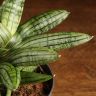 Сансевиерия цилиндрика Инти 20/12 фото 5 &mdash; Luxury Plants