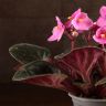 Фиалка розовая 15/9 фото 3 &mdash; Luxury Plants