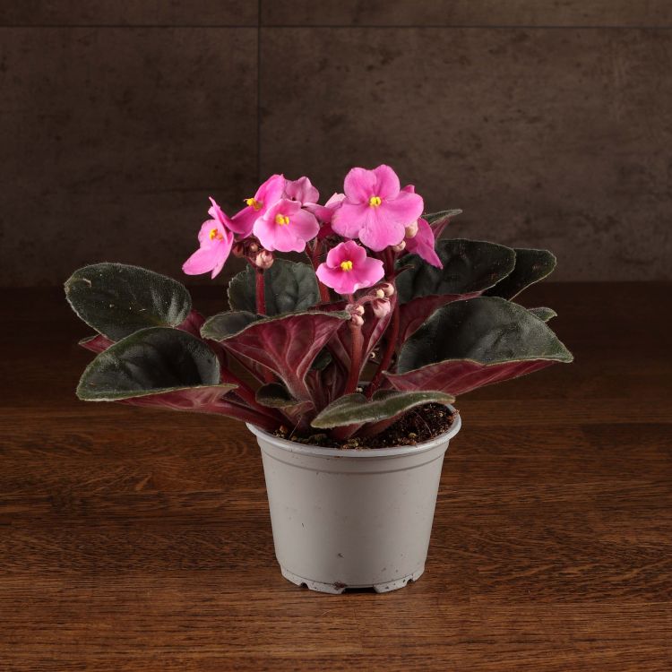 Фиалка розовая 15/9 фото 1 &mdash; Luxury Plants