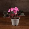 Фиалка розовая 15/9 фото 1 &mdash; Luxury Plants