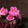 Фиалка розовая 15/9 фото 5 &mdash; Luxury Plants