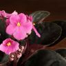 Фиалка розовая 15/9 фото 2 &mdash; Luxury Plants