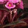 Фиалка розовая 15/9 фото 4 &mdash; Luxury Plants