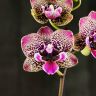 Орхидея Фаленопсис Биг Лип Клеопатра 2 ст фото 1 &mdash; Luxury Plants