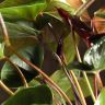 Антуриум Андрианум Блэк черный D14 фото 3 &mdash; Luxury Plants