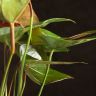 Антуриум Андрианум Блэк черный D14 фото 4 &mdash; Luxury Plants