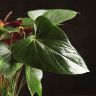 Антуриум Андрианум Блэк черный D14 фото 5 &mdash; Luxury Plants