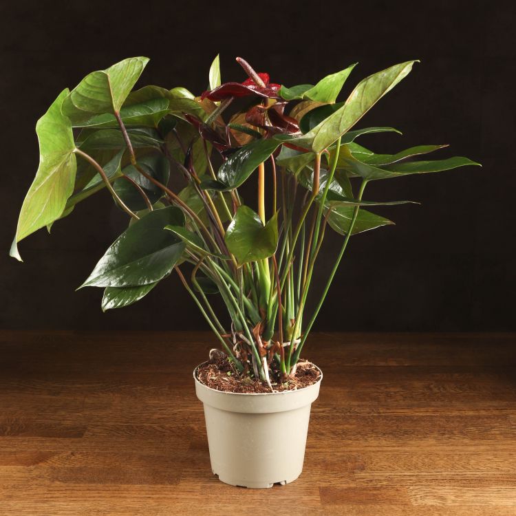 Антуриум Андрианум Блэк черный D14 фото 1 &mdash; Luxury Plants