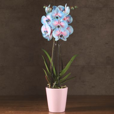 Орхидея Фаленопсис голубая (крашенная) в кашпо &mdash; Luxury Plants