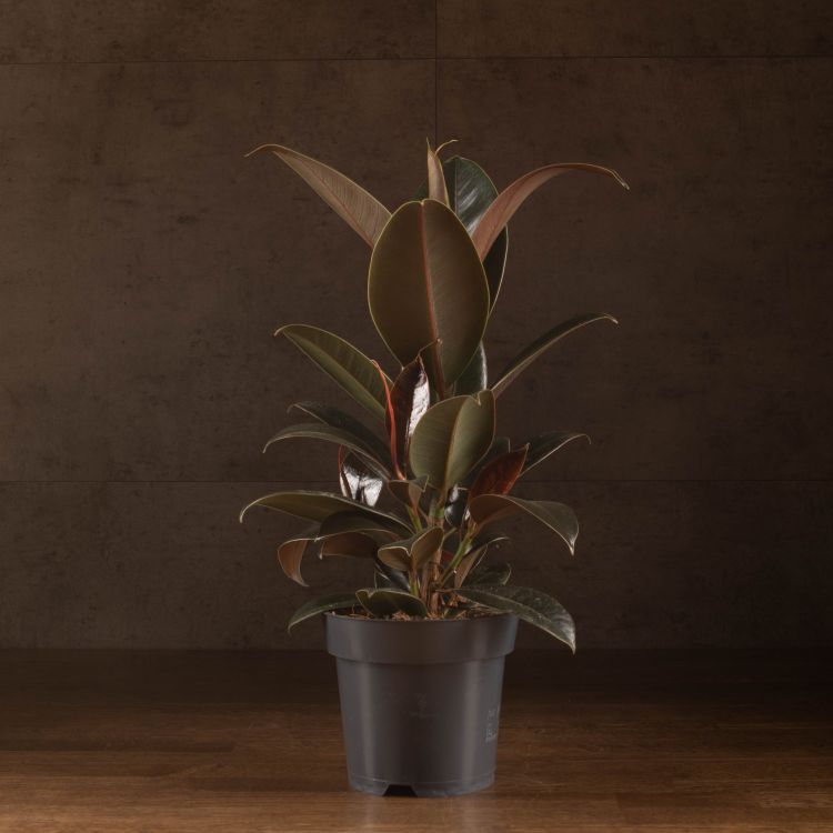 Фикус Эластика Бургунди 40/14 фото 1 &mdash; Luxury Plants