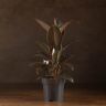Фикус Эластика Бургунди 40/14 фото 1 &mdash; Luxury Plants