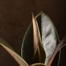 Фикус Эластика Бургунди 40/14 фото 3 &mdash; Luxury Plants