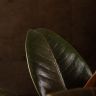 Фикус Эластика Бургунди 40/14 фото 4 &mdash; Luxury Plants