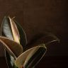 Фикус Эластика Бургунди 40/14 фото 5 &mdash; Luxury Plants