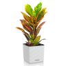 Кротон Петра в кашпо Lechuza Cube Color 16 фото 1 &mdash; Luxury Plants
