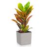 Кротон Петра в кашпо Lechuza Cube Color 16 фото 2 &mdash; Luxury Plants