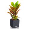Кротон Петра в кашпо Lechuza Cube Color 16 фото 3 &mdash; Luxury Plants