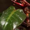 Филодендрон Черри Ред 30/12 фото 2 &mdash; Luxury Plants