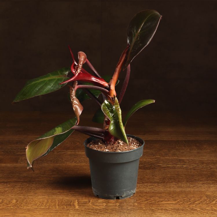 Филодендрон Черри Ред 30/12 фото 1 &mdash; Luxury Plants