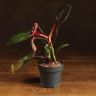 Филодендрон Черри Ред 30/12 фото 1 &mdash; Luxury Plants