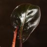 Филодендрон Черри Ред 30/12 фото 4 &mdash; Luxury Plants