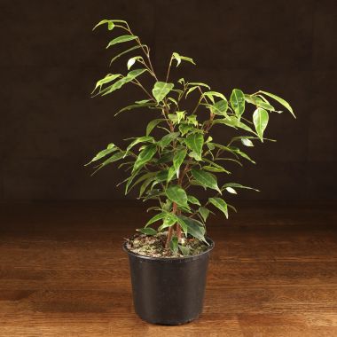 Фикус Анастасия 40/12 &mdash; Luxury Plants