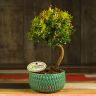 Бонсай Мирт в нефритовой рельефной керамике 35 см фото 1 &mdash; Luxury Plants