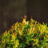 Бонсай Мирт в нефритовой рельефной керамике 35 см фото 3 &mdash; Luxury Plants