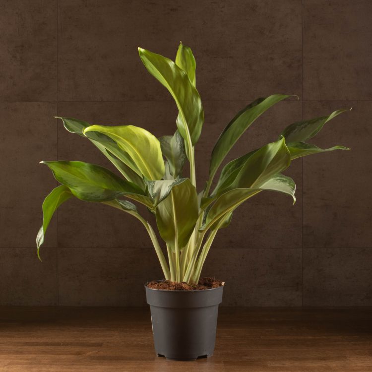 Аглаонема Сильвер Бей 70/17 фото 1 &mdash; Luxury Plants