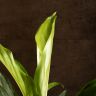 Аглаонема Сильвер Бей 70/17 фото 3 &mdash; Luxury Plants