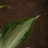 Аглаонема Сильвер Бей 70/17 фото 4 &mdash; Luxury Plants