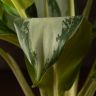 Аглаонема Сильвер Бей 70/17 фото 5 &mdash; Luxury Plants