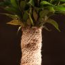 Фикус Бенджамина Наташа в джуте 35/12 фото 3 &mdash; Luxury Plants