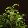 Фикус Бенджамина Наташа в джуте 35/12 фото 2 &mdash; Luxury Plants