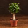 Фикус Бенджамина Наташа в джуте 35/12 фото 1 &mdash; Luxury Plants