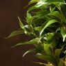 Фикус Бенджамина Наташа в джуте 35/12 фото 5 &mdash; Luxury Plants