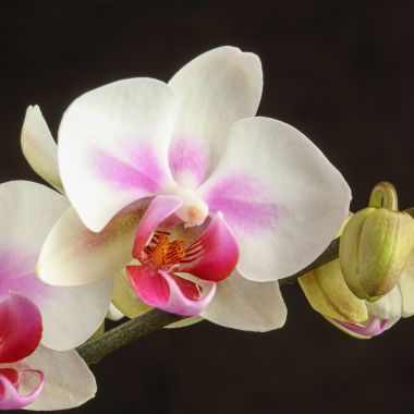 Орхидея Фаленопсис Лотион 2 ст &mdash; Luxury Plants