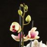 Орхидея Фаленопсис Лотион 2 ст фото 3 &mdash; Luxury Plants