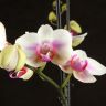 Орхидея Фаленопсис Лотион 2 ст фото 4 &mdash; Luxury Plants
