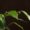 Фикус Даниэль 45/12 фото 2 &mdash; Luxury Plants