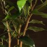 Фикус Даниэль 45/12 фото 3 &mdash; Luxury Plants