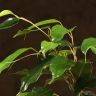 Фикус Даниэль 45/12 фото 5 &mdash; Luxury Plants