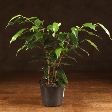 Фикус Даниэль 45/12 &mdash; Luxury Plants