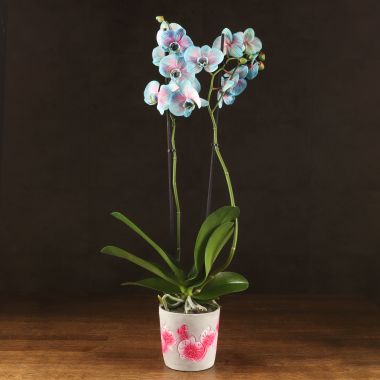 Орхидея фаленопсис голубая с розовыми прожилками (окрашена) в кашпо &mdash; Luxury Plants