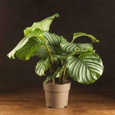 Калатея Орбифолия 60/17 &mdash; Luxury Plants